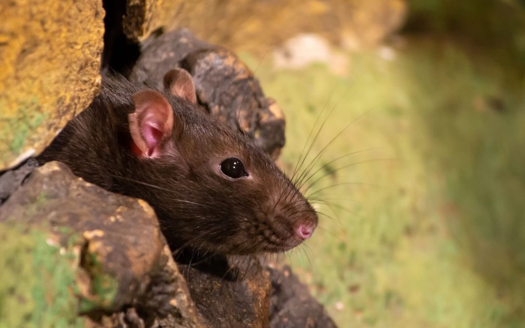 Leaks, Cracks, and Critters: Addressing Common Roofing Nightmares Before They Strike