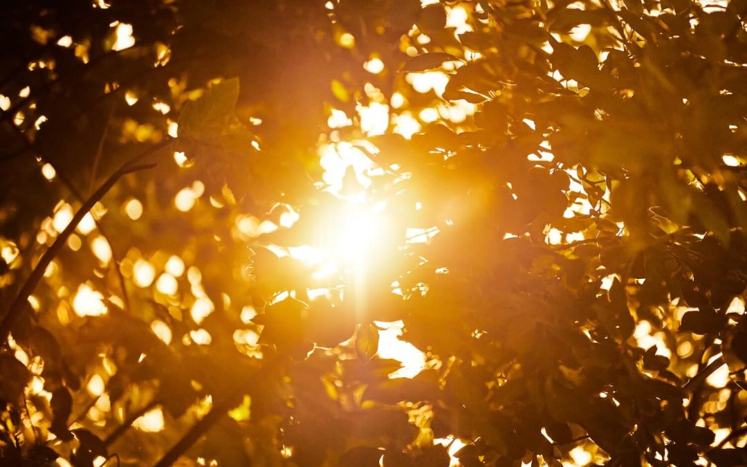 Summer Roof Maintenance: Essential Tips to Prepare Your Roof for Texas Heatwaves