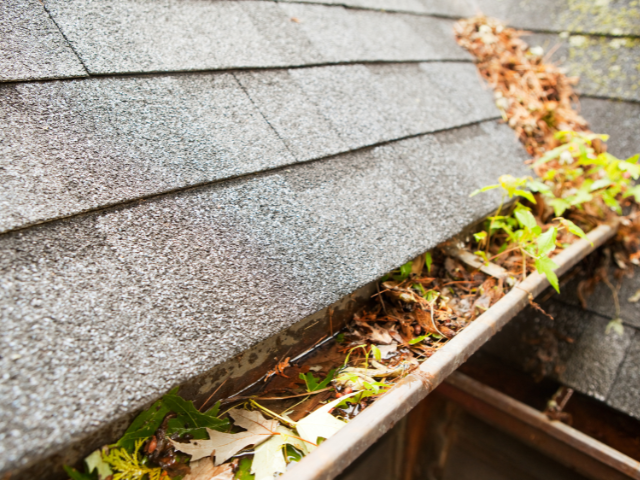 Roof gutter clogged with fallen leaves and debris beside asphalt shingles